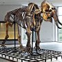 Das Mammut